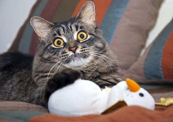 开云体育在线-英超比赛中关键传球线路与身体对抗强度的分布模式分析，英超长传