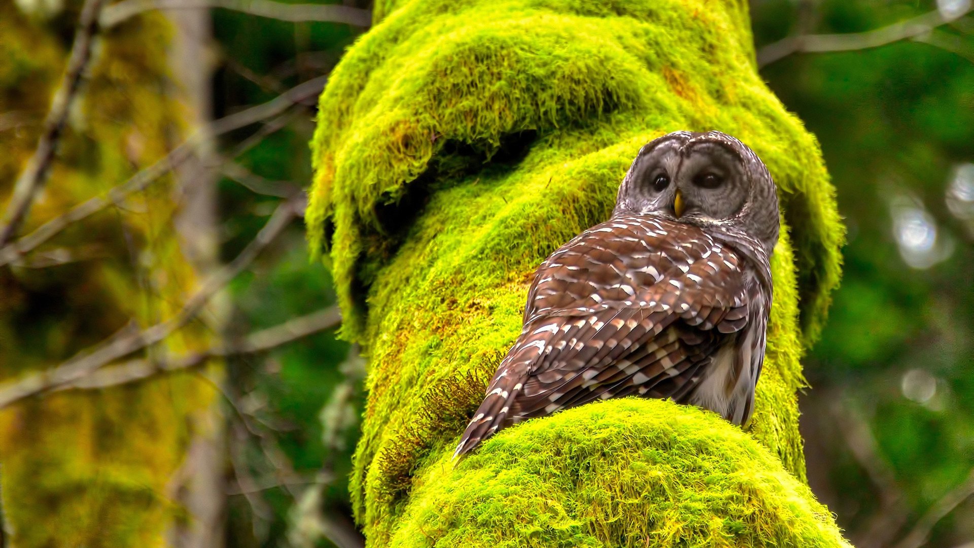 中国男篮保持高强度训练备战国际赛事,中国男篮规划