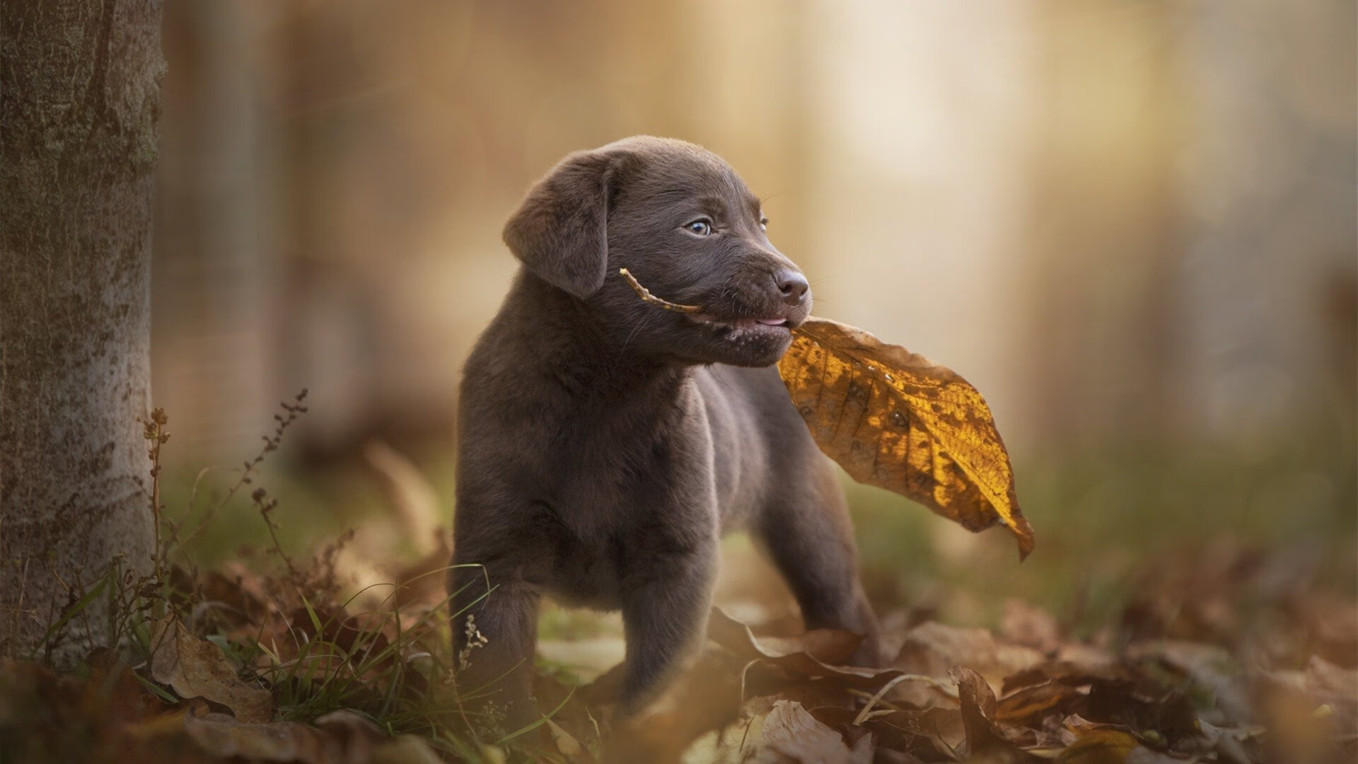 中超联赛国家队惨败 球迷理性面对现实，中超国家队大名单