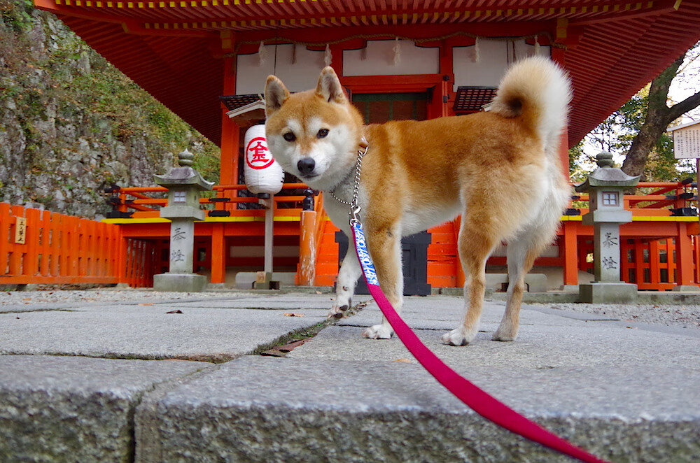 德国队在2024年混合团体世界杯中的强势表现，德国队在2024年混合团体世界杯中的强势表现有哪些