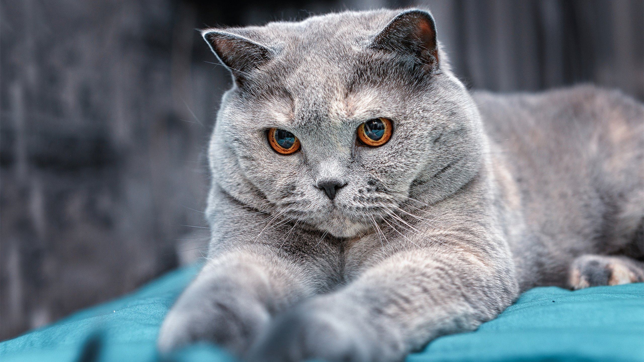 澳女队发挥稳定 稳中制胜,澳运女足赛程