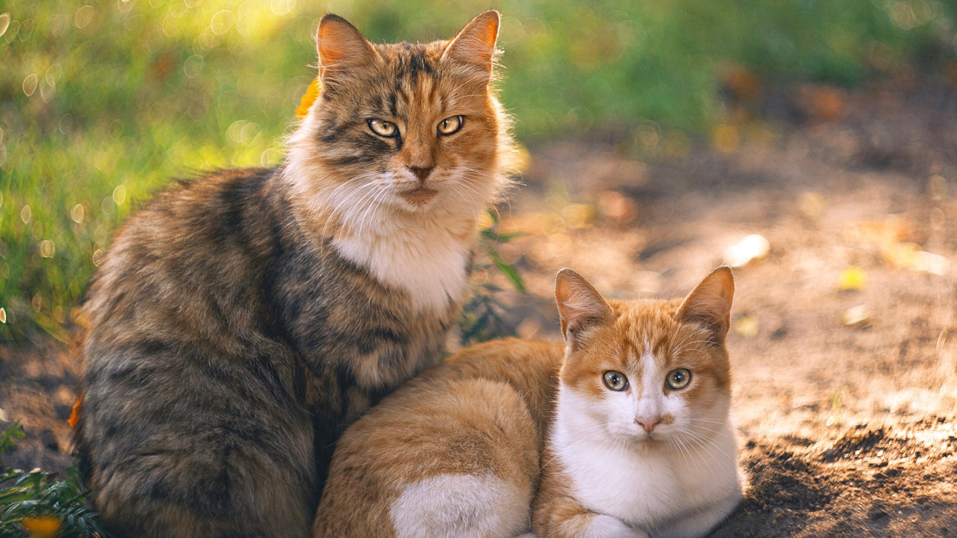 开云体育在线-篮球赛季明星球员展现高超技艺，篮球明星大合集