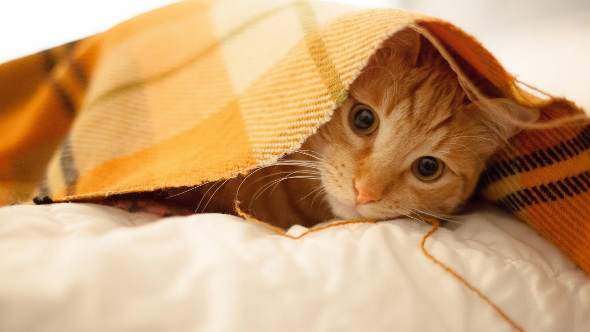 塔图姆谈心态调整对比赛影响巨大,塔图姆最近表现