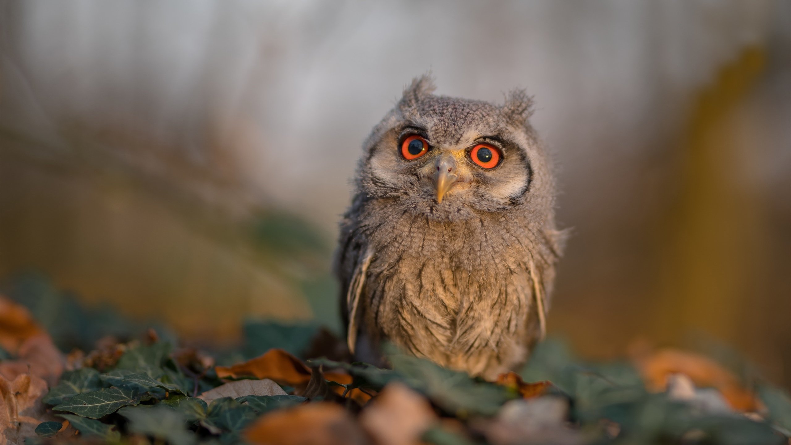 弗兰:全黑队的“攻防转换专家”,每次反击都能迅速打破对方防线