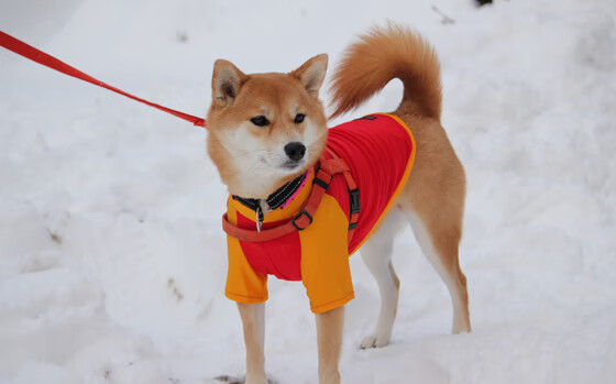 德甲速度之王:闪电突围,场面震撼!,闪电锦标赛足球