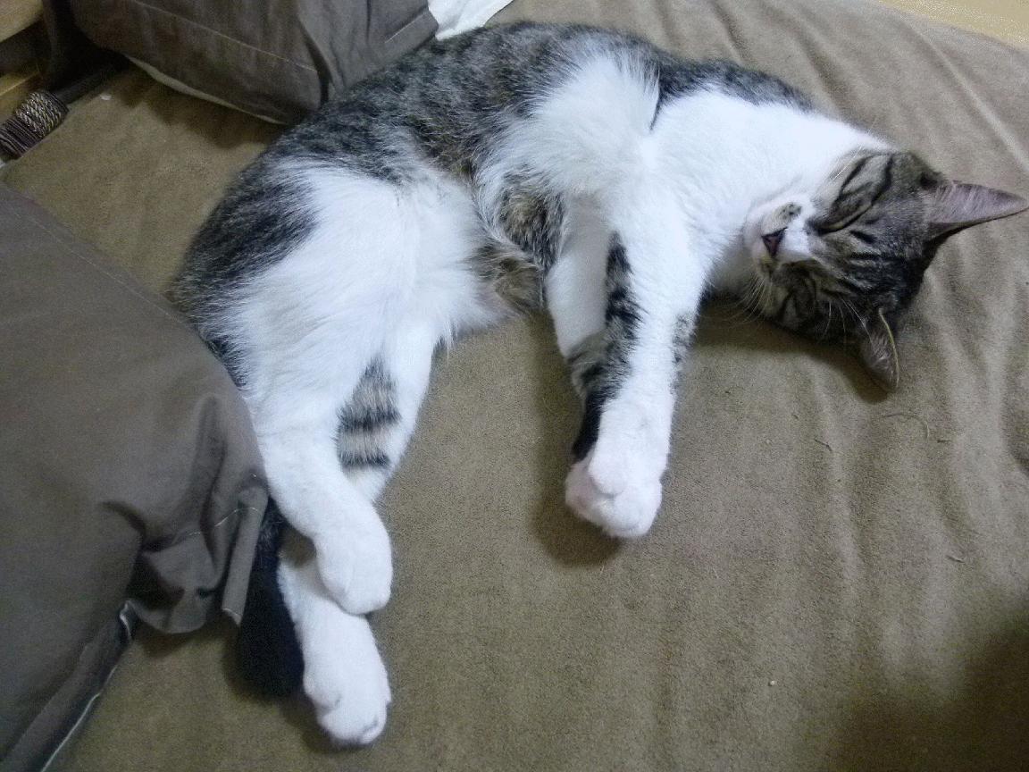 意甲快速反击:瞬间突破,得分快!,意甲最快进球