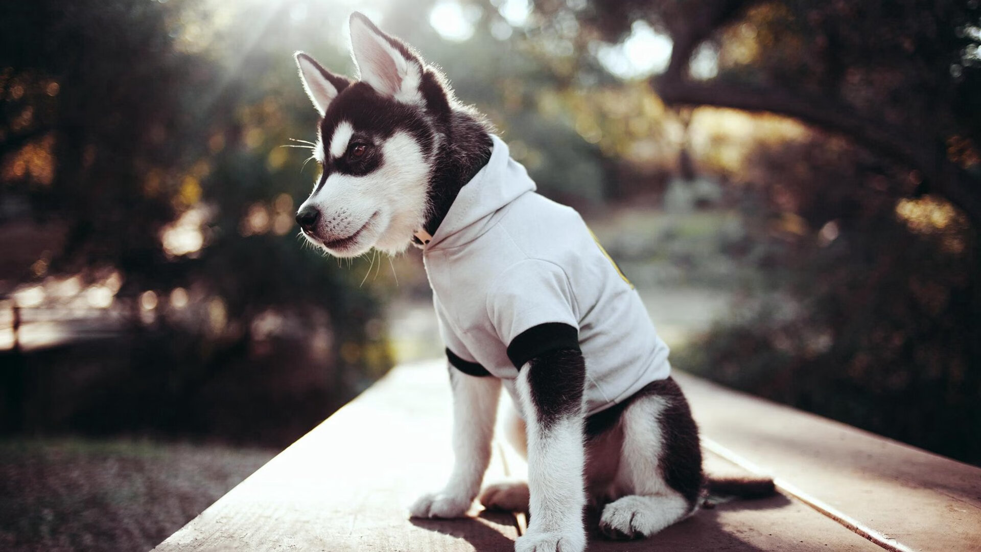 开云体育官网登入-意甲豪门争霸：战术布局引领足球新风！，意甲八大豪门