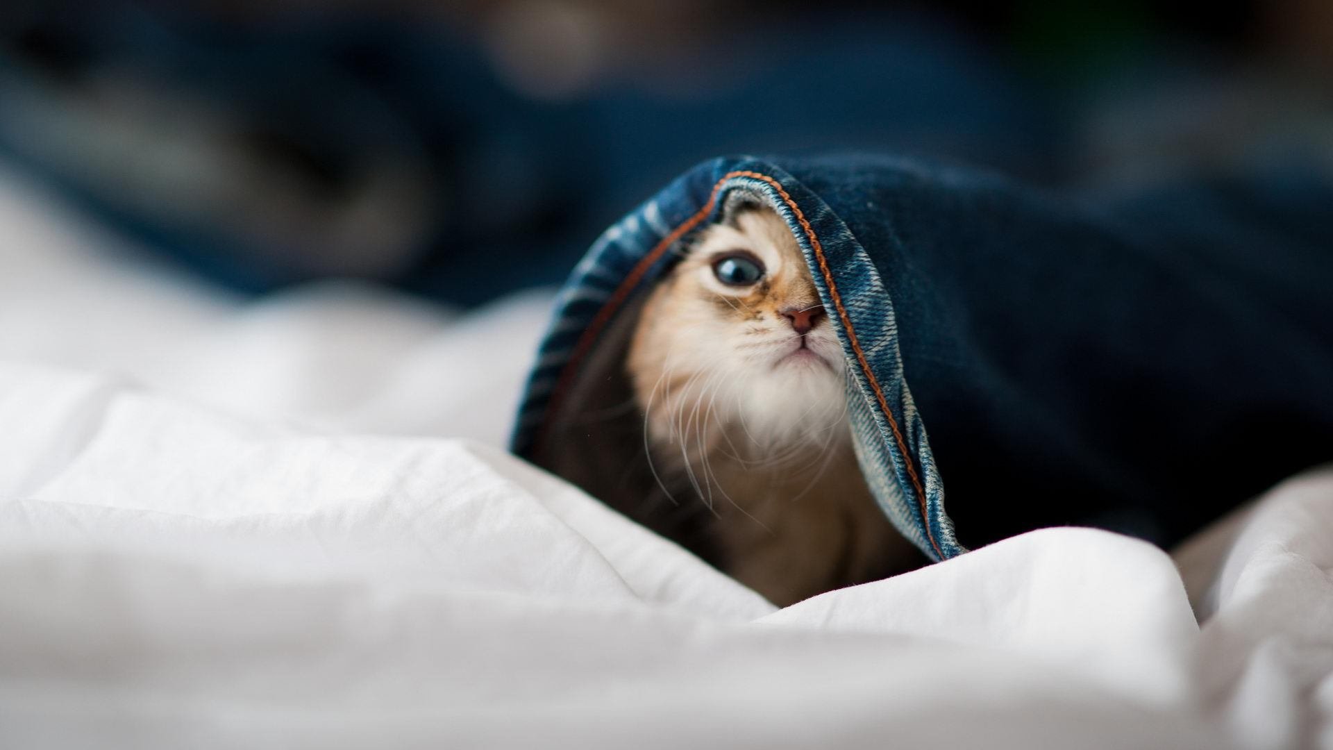 未来足球:场地融入AR球门、智能哨声,赛事更精彩,足球智能设备