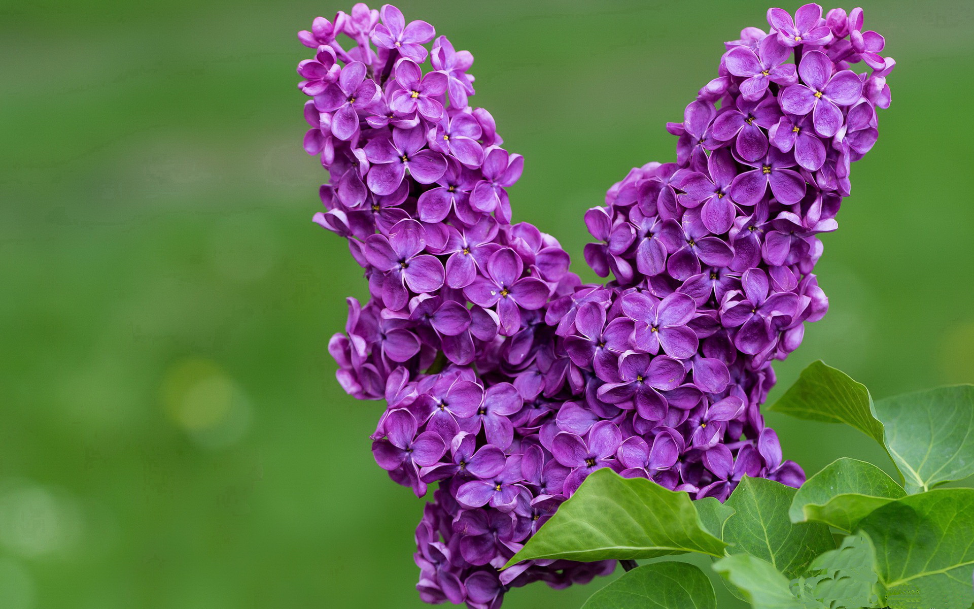 李娜表示未来可能执教青少年队伍,李娜老师资料