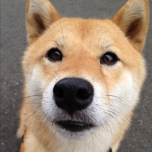 欧洲杯历史巅峰:激情与智慧的完美碰撞,欧洲杯历史揭幕战