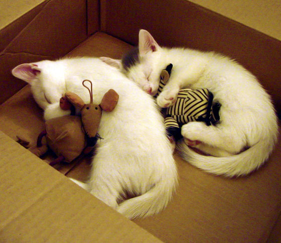 开云体育在线官网-湖人队刷新赛会纪录NBA季后赛，湖人季后赛多少次