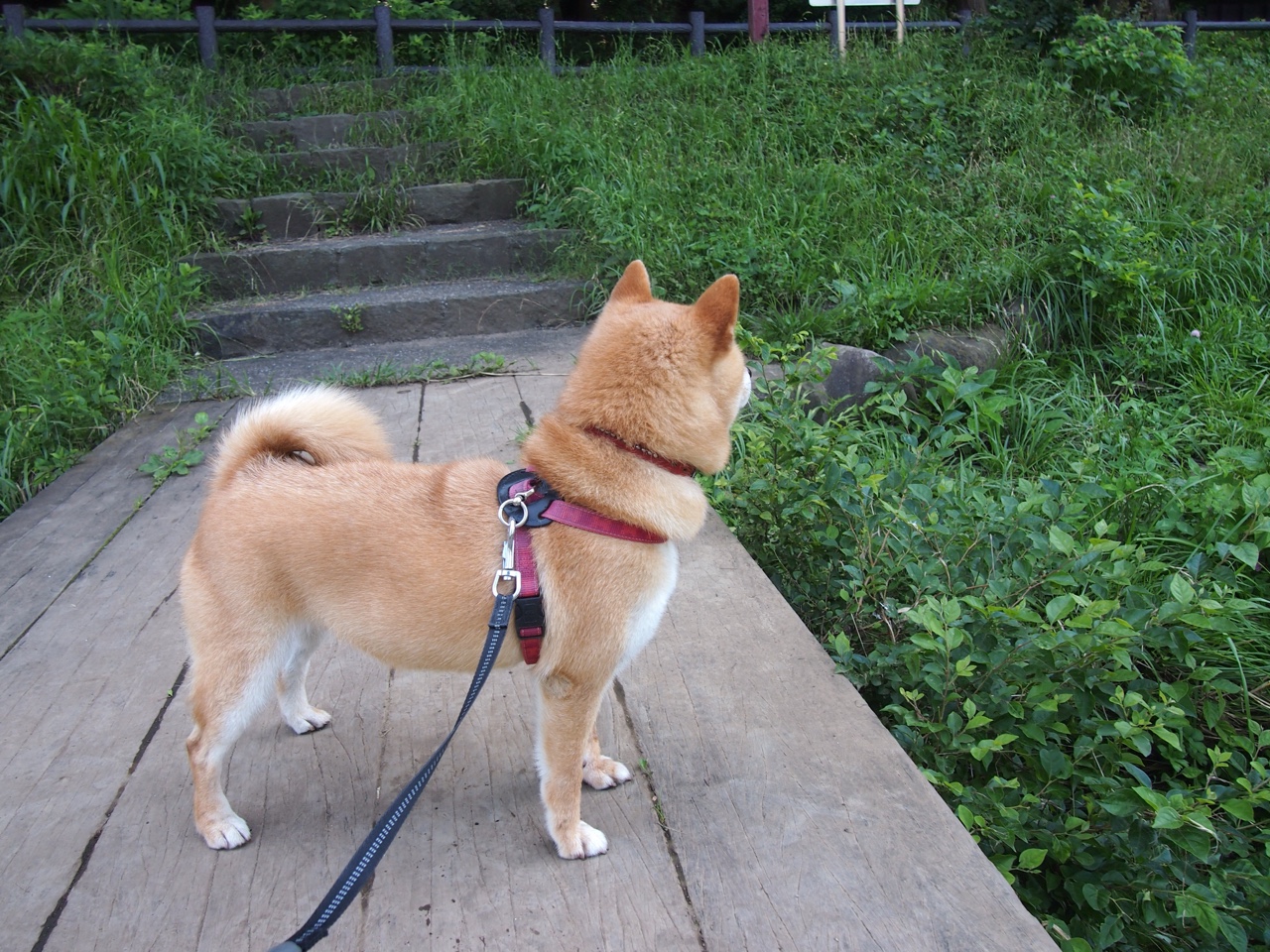 开云体育官网在线-美国队强劲冲刺力助攻金牌归来，美国队 夺金点