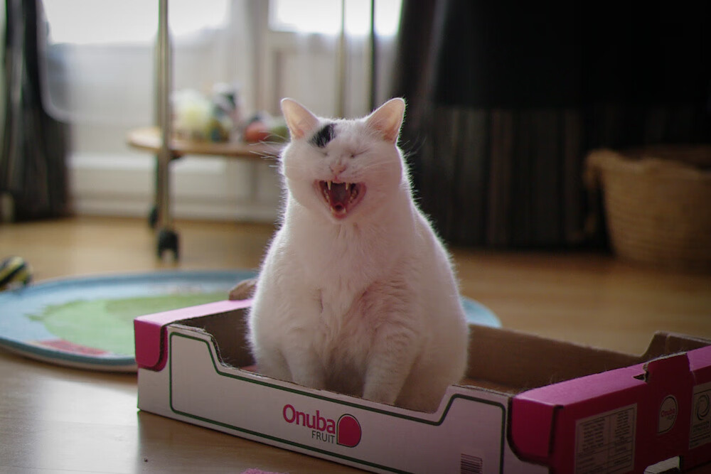 kaiyun开云体育-美洲杯的青少年培养项目，美洲青年锦标赛足球