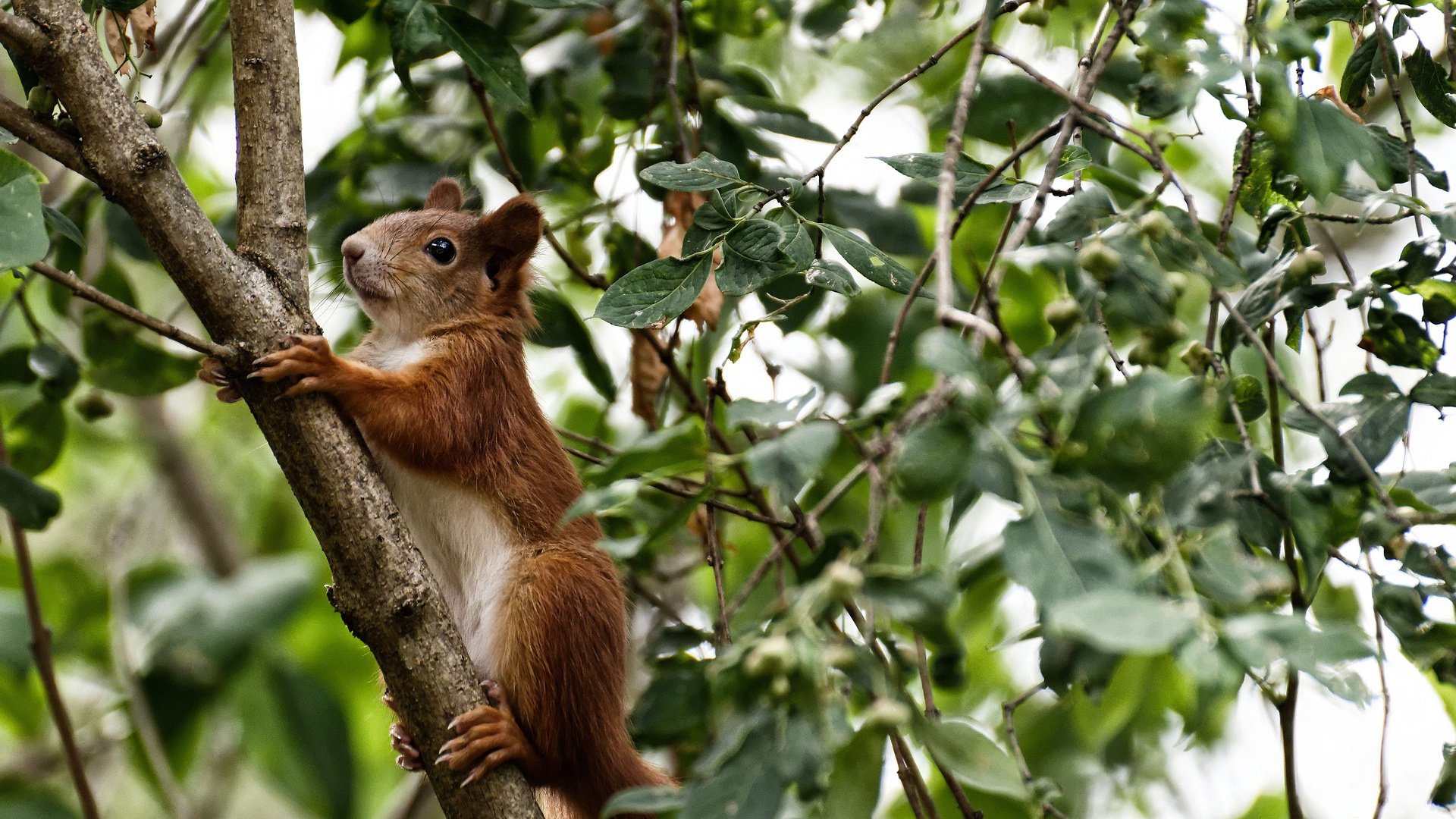 职业球员参与国际训练交流提升技战术水平和视野，业余球员 国家队