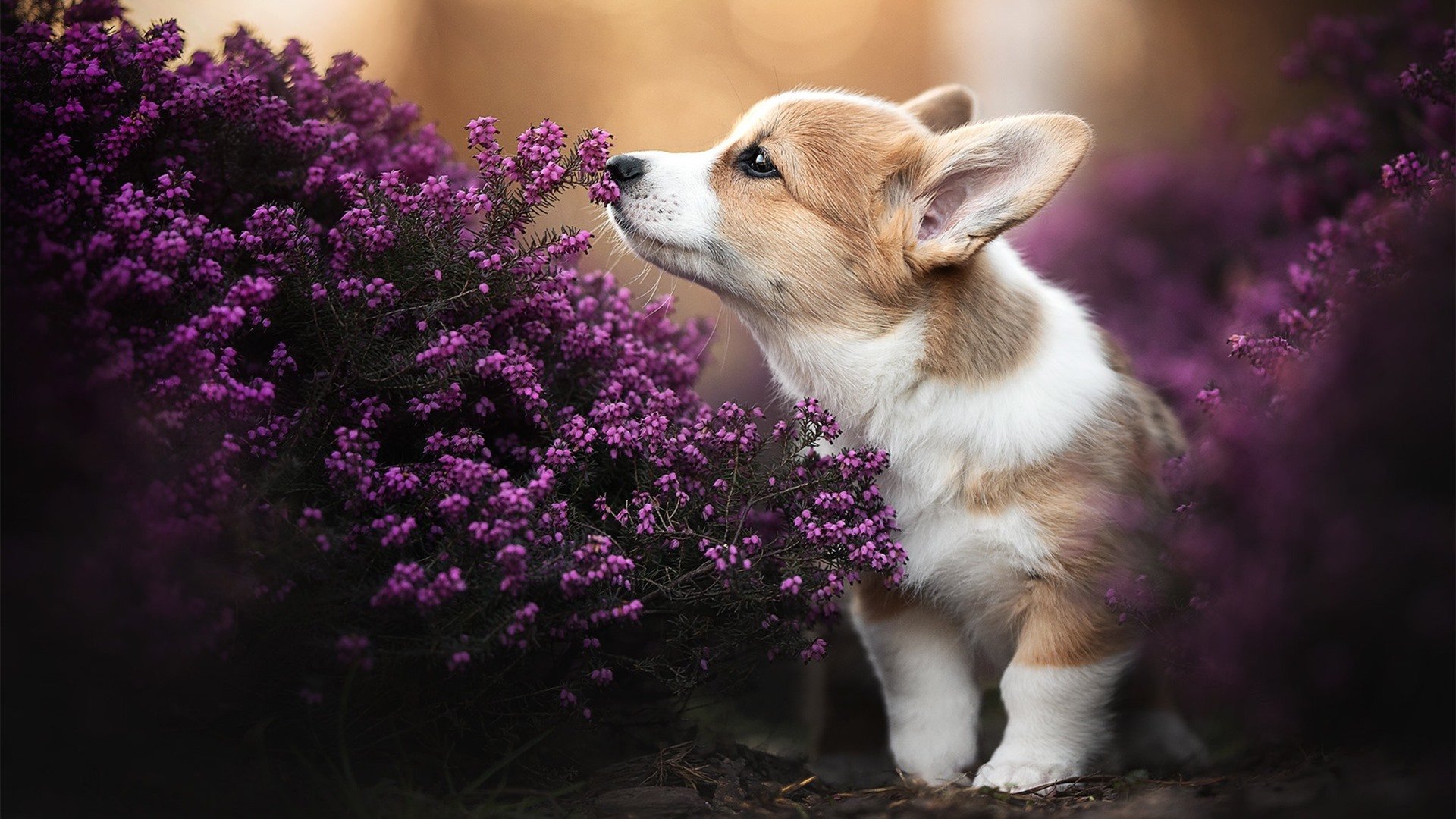 苏炳添称竞技状态来自长年积累沉淀,苏炳添成功晋级